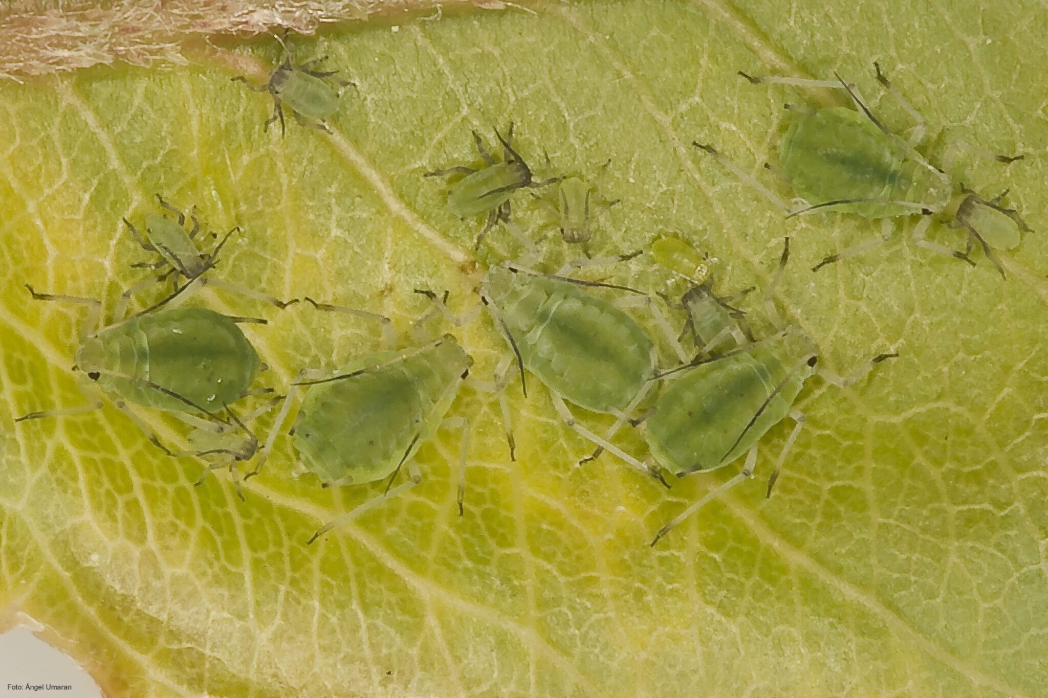 Investigadores leoneses localizan por primera vez en Europa un pulgón de Extremo Oriente en Madrid