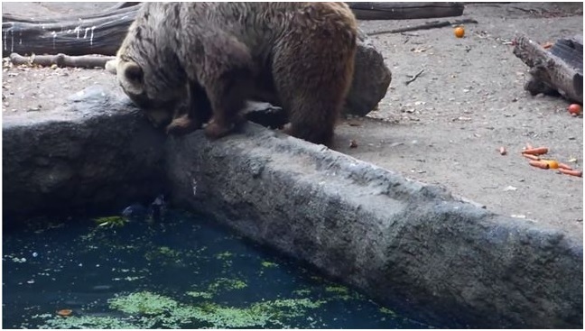 La bondad de los animales