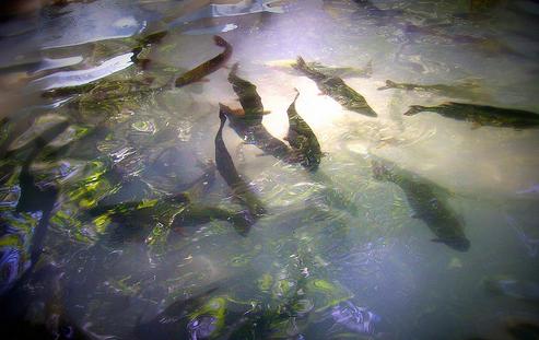 Espacio de pesca sin muerte en el parque del Iregua