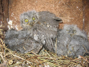 Valladolid celebra el Día Mundial de las Aves en su Museo de la Ciencia