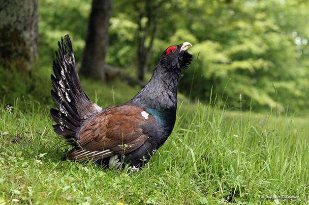 Actividades educativas sobre el urogallo cantábrico