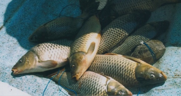 Las poblaciones de peces autóctonos están muy mermadas en la cuenca del Duero