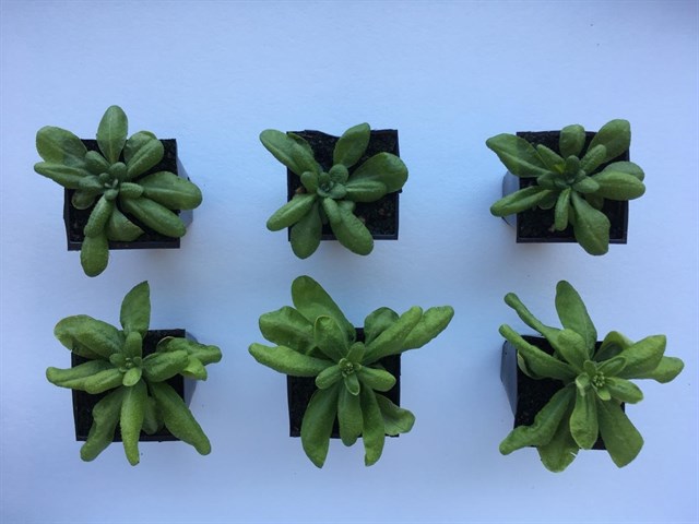 La genética actúa como límite real para el rendimiento de los cultivos