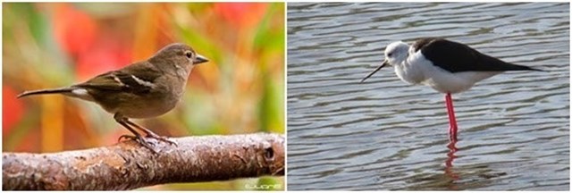 Las especies menos abundantes y las que tienen mayor distribución son las que tienen mayores fluctuaciones de población