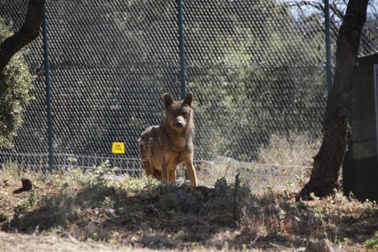 El lobo ibérico en peligro de extinción en Andalucía