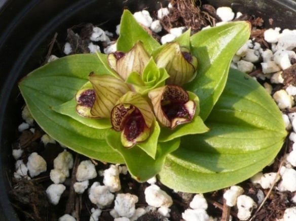 Las orquídeas utilizan olor a carroña para atraer moscas al polen