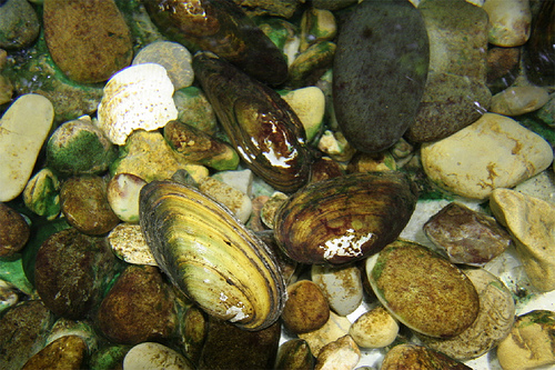 El Mejillón Perla de agua dulce