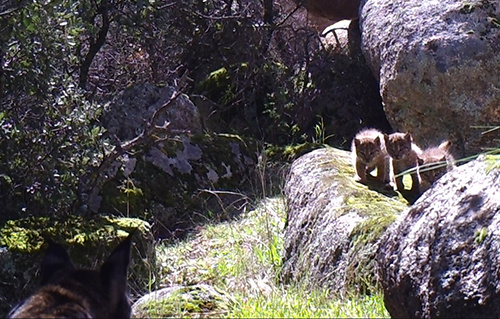 Escoge el nombre de los linces de Montes de Toledo
