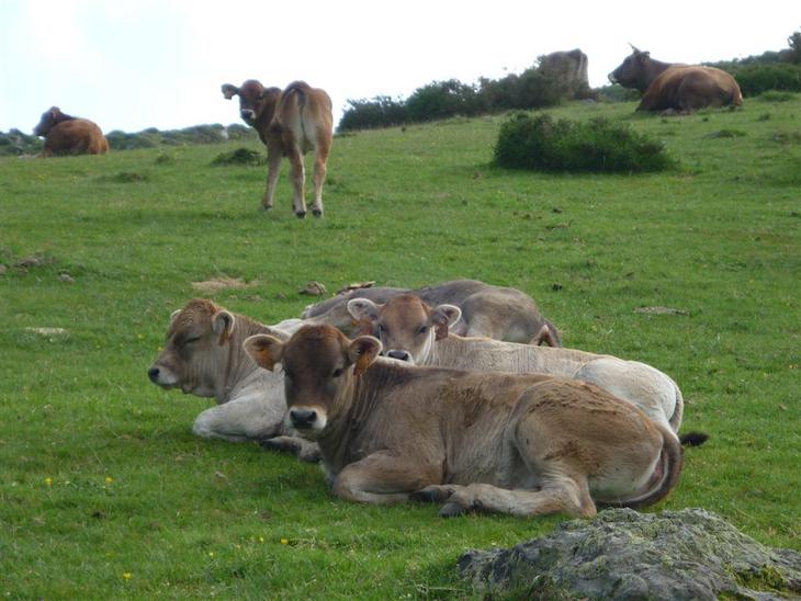 Volveremos a las vacas locas