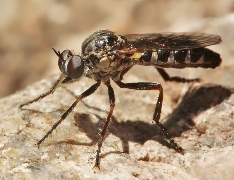 Descubren una nueva especie de mosca en la Sierra de Guadarrama