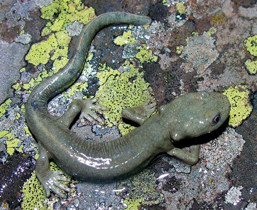 Descubren una población única de tritones en los Pirineos