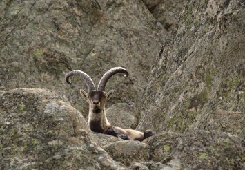 Legalizan la caza con arco de la cabra montés en el Parque Nacional de Guadarrama…