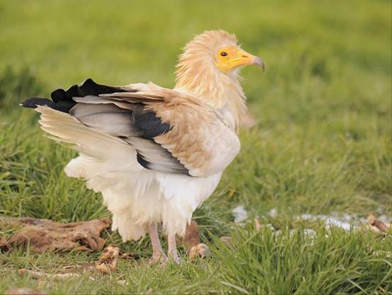 Más de 240 especies de aves en las Hoces del Riaza