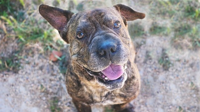 Mascoteros lanza #CompromisoMascoteros