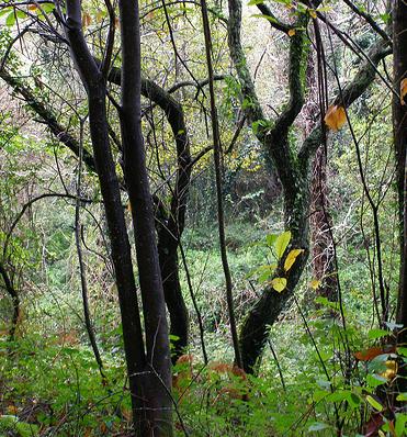 Proyectos de restauración