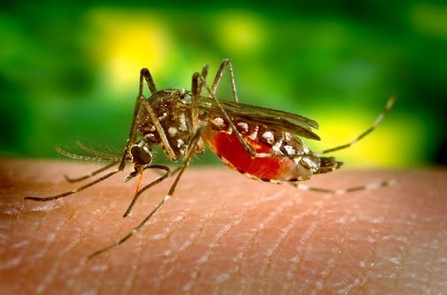 El cambio climático podría provocar la llegada del dengue a Europa