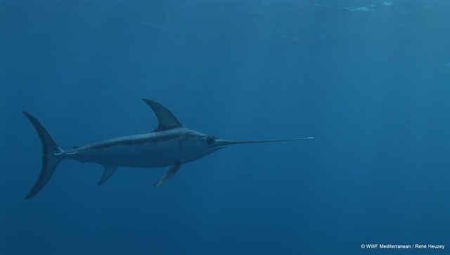 Europa arranca un plan de recuperación del pez espada