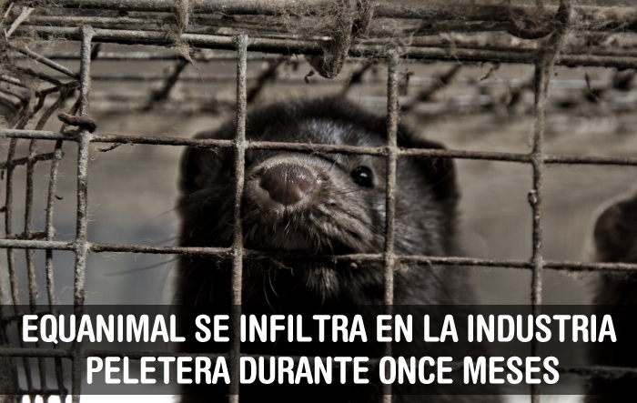 Equanimal se infiltra once meses en la industria peletera