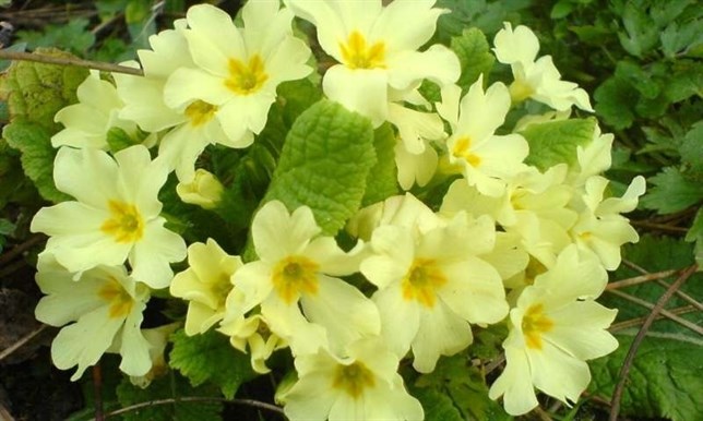 Se desbloquea un secreto genético de 51 millones de años