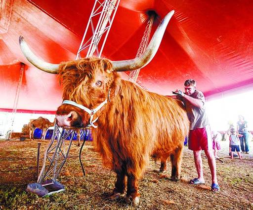 Exigen una inspección a fondo del Gran Circo Holiday