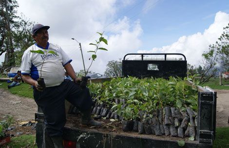 Reforestación de bosques en Girón
