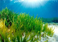 Más de 40 especies de peces marinos que hoy nadan en el Mediterráneo podrían desaparecer en los próximos años