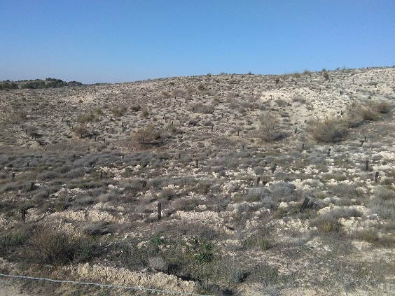 Los bosques españoles crecen a pesar de la acción humana