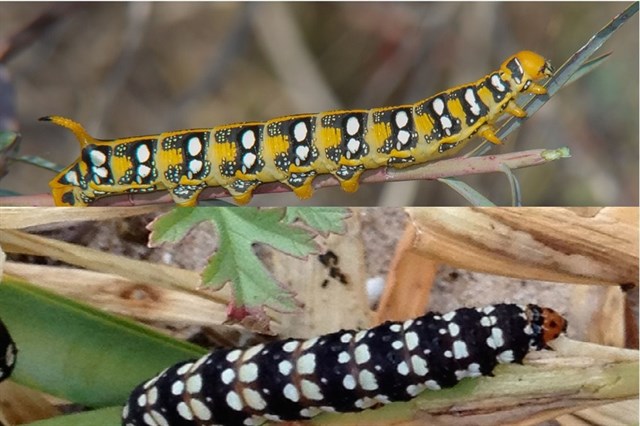 Descubren bacterias que pueden eliminar compuestos tóxicos