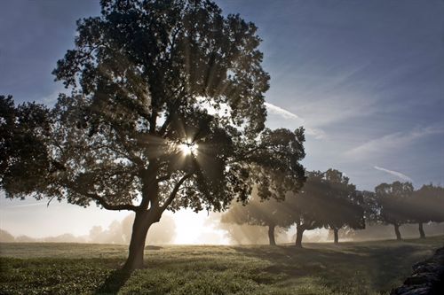 Proyecto Life BioDehesa para promover la gestión sostenibles de las dehesas