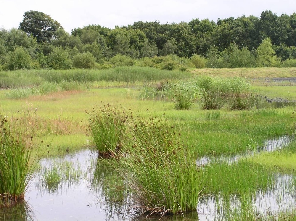 III FORO DE RESTAURACIÓN ECOLÓGICA En La Casa Encendida