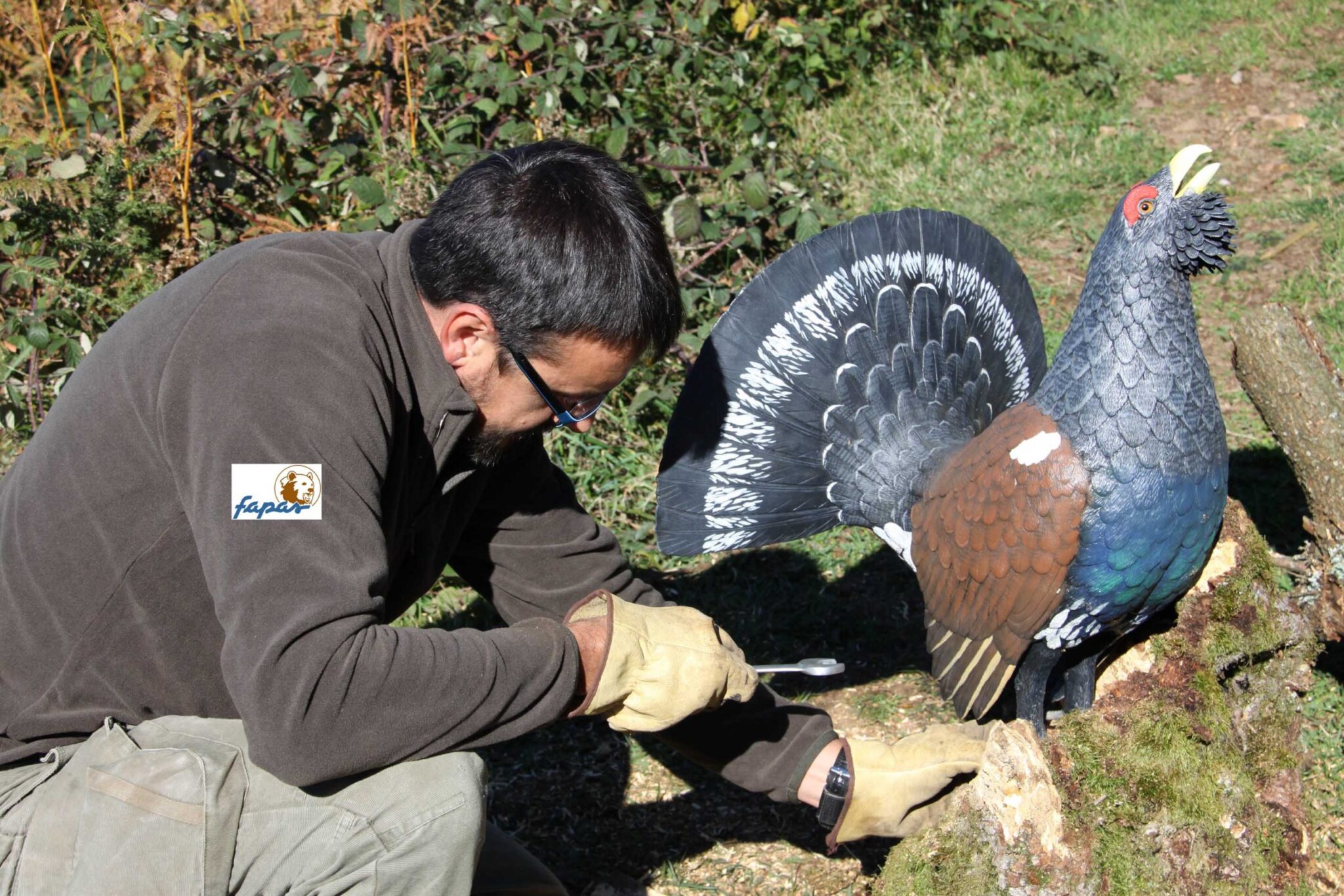 Urogallos en los montes de Teverga
