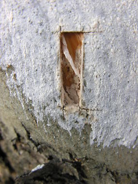 Un hongo colocado en olivares a modo de apósito los protege frente a las plagas