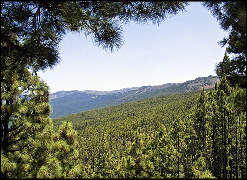 El Director General de Medio Ambiente presenta los resultados del estudio sobre aprovechamiento de biomasa forestal