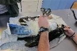 Rescatan un águila pescadora herida en aguas del Parque Nacional de Cabrera