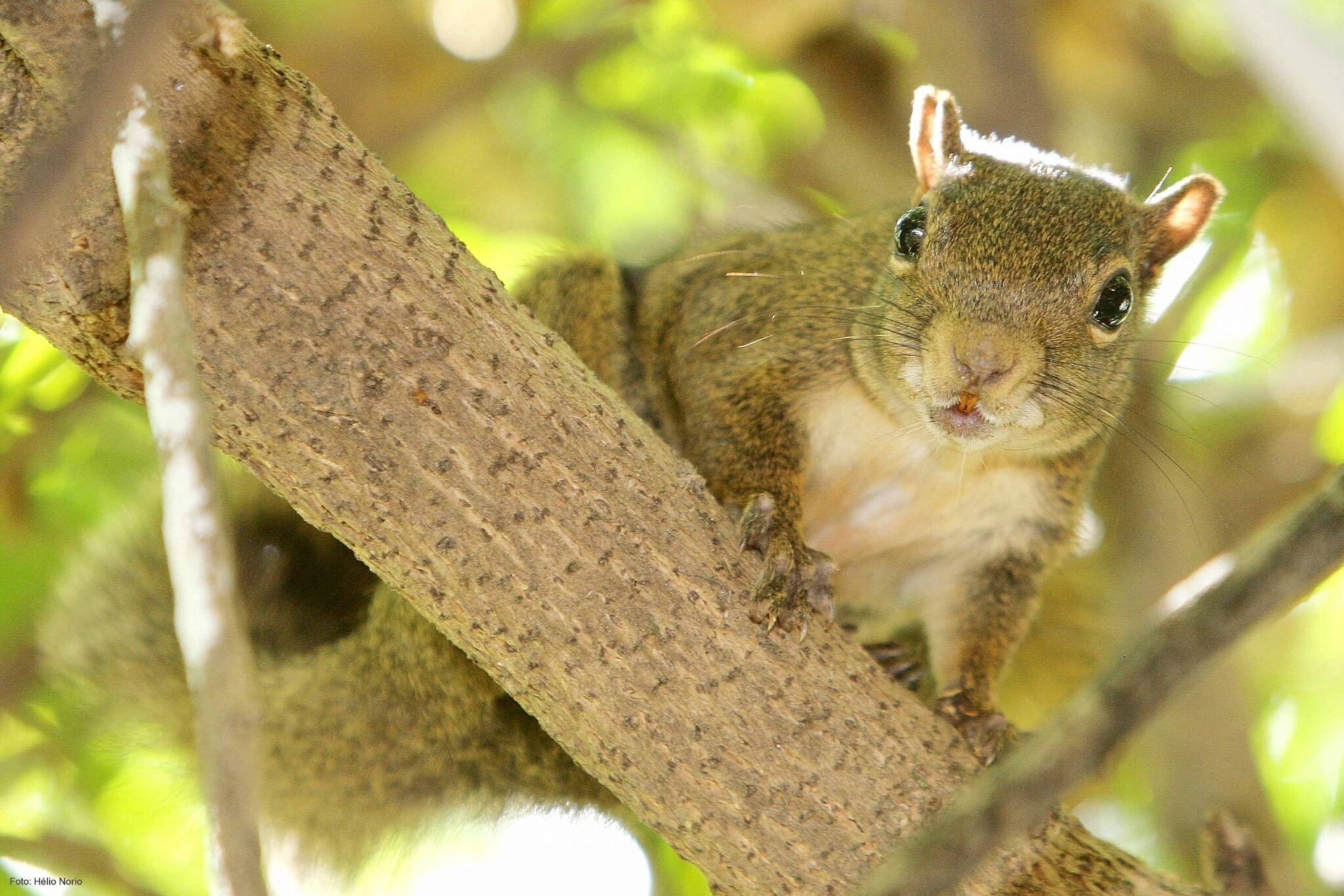 Ponen en marcha un método de última tecnología para erradicar roedores en Galápagos