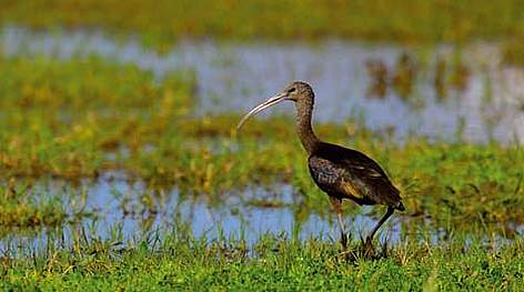 Doñana no necesita que le roben agua