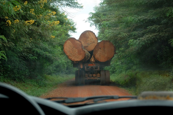 Madera africana: cuesta sangre y vale euros