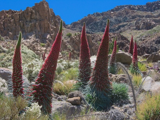 La ‘abeja de la miel’ en el Parque Nacional Teide pone en peligro la flora y fauna autóctona