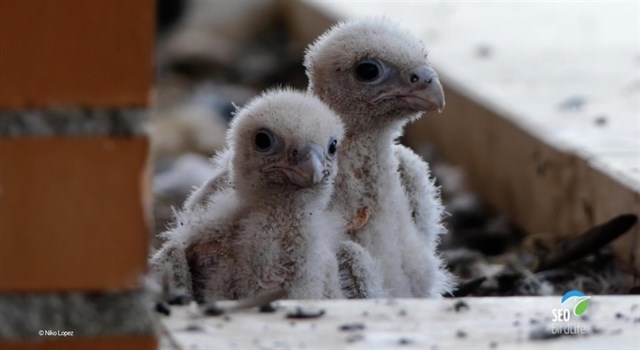 Tirotean en Toledo a un halcón urbano