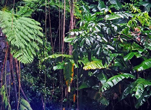 El Botánico invita a una reflexión sobre la importancia de la biodiversidad a través de 50 instantáneas