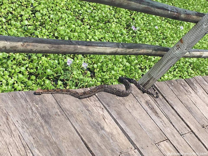 Costa Rica. Esta serpiente les dio una sorpresa extrema a turistas en Guanacaste