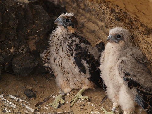 La asociación extremeña DEMA entrega 18 pollos de halcones primillas para reintroducir la especie en Évora (Portugal)