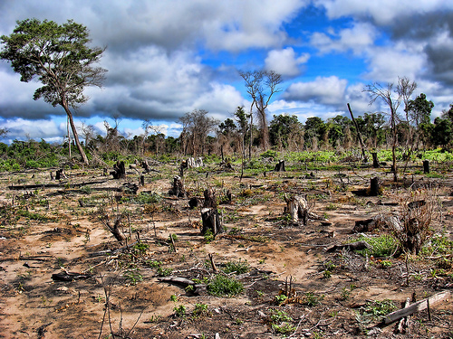 La fragilidad de la biodiversidad