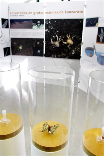 El Museo de Historia Natural acerca el mundo de los invertebrados a través de una exposición en Naturia