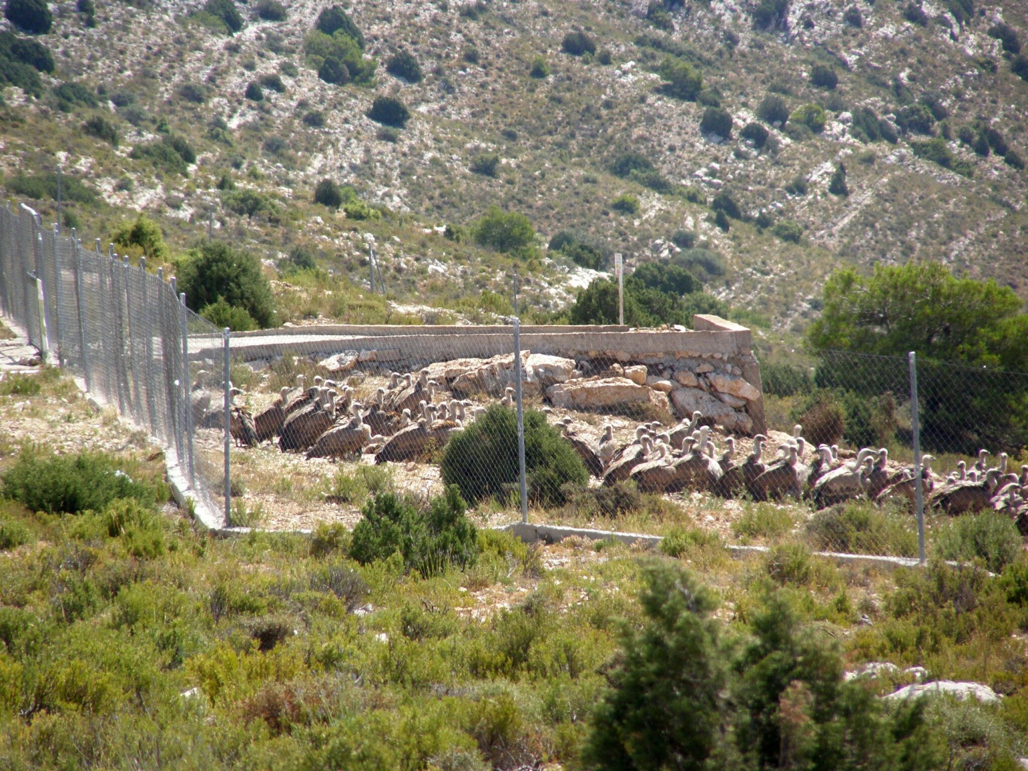 Sale a información pública el Decreto que regula las indemnizaciones por daños causados al ganado vivo por el buitre leonado