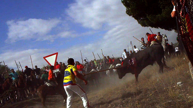 Un año más se repite la barbarie del Toro de Tordesillas