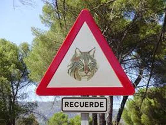 Atropellada una hembra de lince ibérico en Badajoz
