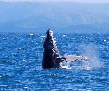 Avistamiento excepcional de ballenas jorobadas en Jávea