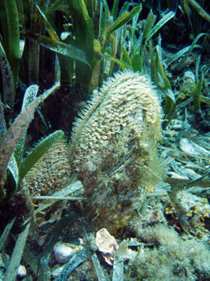 La crisis económica y nuestra relación con la naturaleza