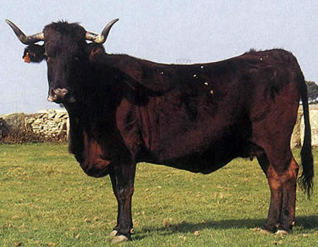 La vaca sayaguesa encuentra un nuevo refugio en la Reserva Biológica Campanarios de Azaba